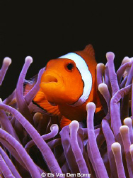 I found nemo by Els Van Den Borre 